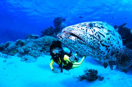 Cairns Diving